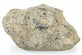 Lunar Meteorite ( g) - NWA #263818-1